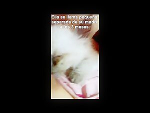 Kitten sucking a udder