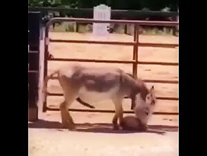 La puta sucia se entrega al placer animal
