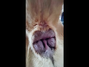 Video de zoofilia con un Mastin de Napoles - Parte 4 - Extasis animal