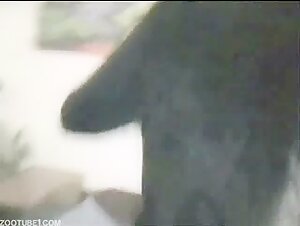 Zoo Dog: una storia di emozionante bestialita