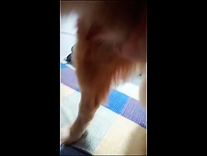 Donna e cane: un incontro bestiale e appassionato