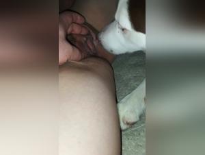 Zoofilia indegna: aggressivita canina inconscia