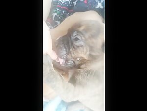 Chiens affamés