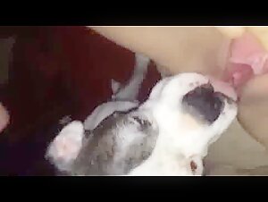 Dog licking passionately