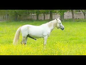 Excited horse in the meadow (slow) - Zoophilia video