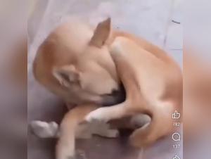 Orgia fetichista: perro y garganta