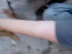 Animal Delights: Milly and Her Dog in Action