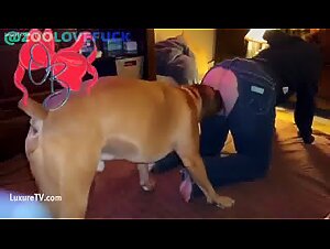 Excited dog in action