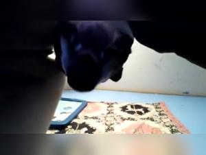 Escrotes of Desire: Brazilian Girls & Dog - Extreme Animal Sex