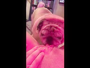 Dog licks deeply