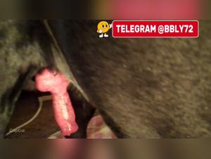 Exclusive: New Dogsex Videos Available Now
