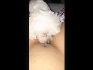 Adolescente et son chien: une histoire de bestialité