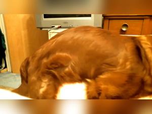 Blonde slut fucks with her dog, fapadoo and xxx