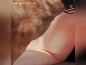 Animal delights: canine submission and raw enjoyment