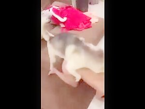 Woman subjected to a dog in a bestial video