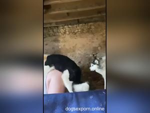 Einreichung von Hunden, unersattliches Verlangen