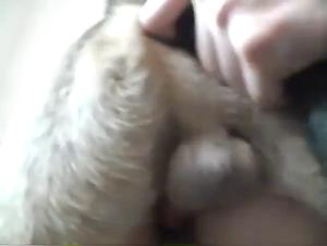 The Wild World of Animal Debauchery
