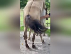 Veterinarian: Animal Delights Under Supervision