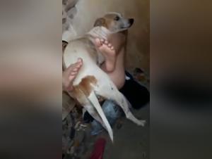 wilde und unbezahlte Hundeorgien