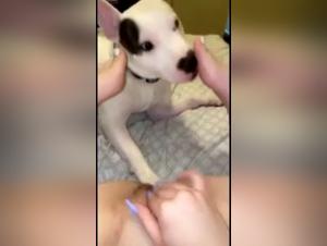 Tierfreuden: Anzugliches Kitzeln und wilde Menschenmassen