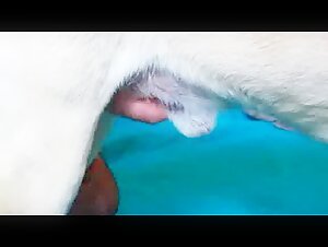 Woman and dog: a beastly encounter