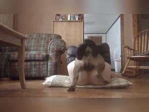 Désir Animal: Scènes de Bestiality Asiatiques Extrêmes