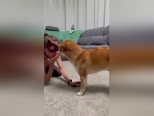 Wild zoophilia: Shiba Inu in full domination