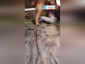 Animal Desire: Asian student explores her bestial pleasure at school