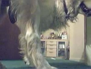 Défis Kinky : Quand le désir humain rencontre l'animalité brute.