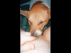 Submissive female dog gets licked by a dog