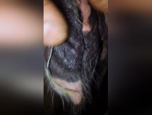 Wild Fantasies: Women and Animals in Extreme Sex