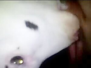 female dog licking a man's privates