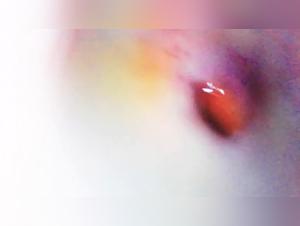 Compilations Hardcore :  Désir Animal et Féminin Fusionnés