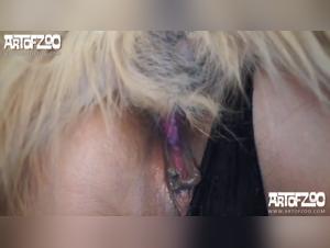 Hardcore Zoophilia: The Dog Devours Alexa