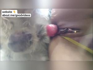 Raw zoophilia: canine power fills a woman without restraint