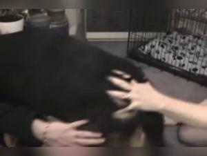 BFI - The Forbidden Obsession: Animals and Female Desire