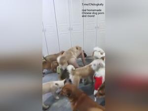 Débauche Canine Asiatique : Un Gangbang Brut
