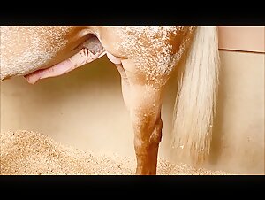 Nice Horsecock