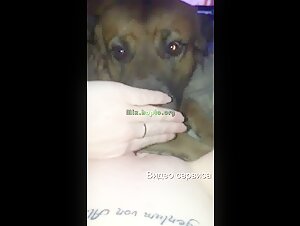 Dog submissive to his mistress