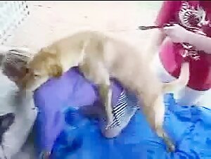 Angela's Initiation - Sex with a Dog