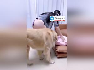 Désirs Interdits : La Joie Sombre d'une Chinoise et de son Chien