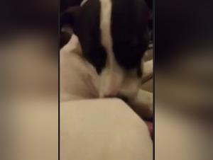 Animal Debauchery: The Goddess at the Dog's Foot