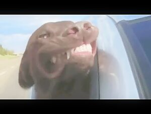 A Dog's Life - Bestiality Videos