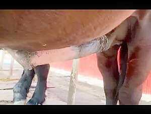 Caballo cachondo con una gran polla