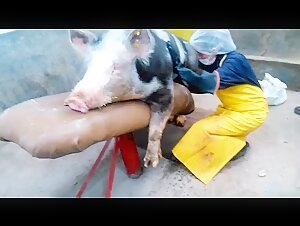 Surprising discovery: a never-before-seen bestiality video