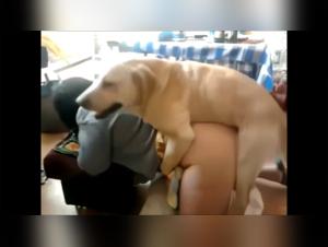 Zoophilie extrême : Chienne déferle sa rage sur une femme