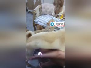 Primitive Desire: Asian Women and Dog Obsession