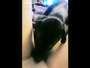 Woman and dog: a forbidden meeting