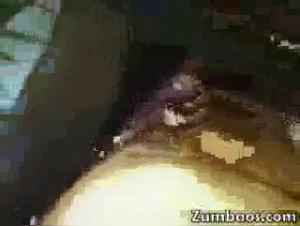 Knotty Boxer: donde la decadencia animal se encuentra con la pasion