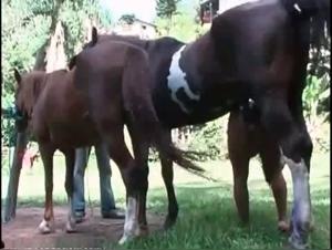 Feline Fury: Wild horse let off steam by a blonde brute